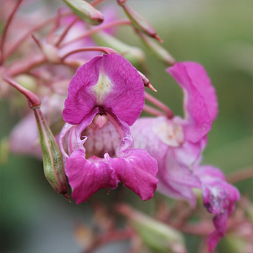 Fleur de Bach rose
